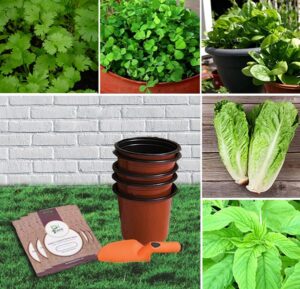 Rich results on Google SERP when searching for 'Kitchen garden kits sindh'