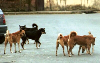 Street dogs