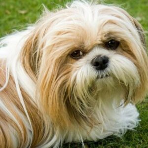 shih-tzu-dog-breed