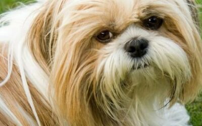 shih-tzu-dog-breed