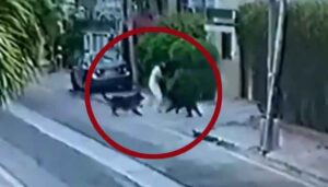 Dogs attack senior lawyer