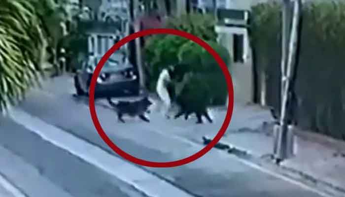 Dogs attack senior lawyer