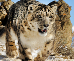 snow leopard