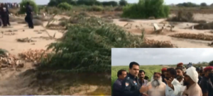 Rich result son google SERP when searching for 'Thatta dead body girl'