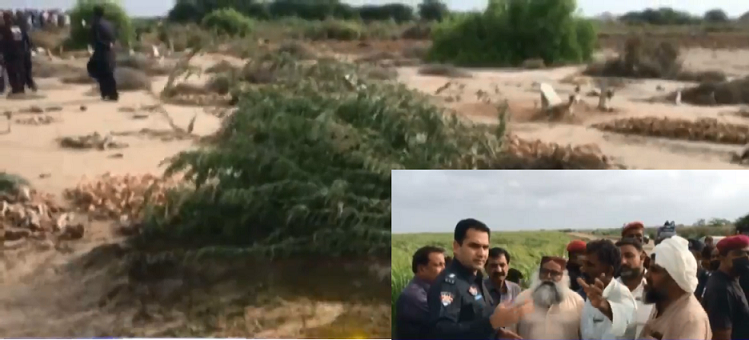 Rich result son google SERP when searching for 'Thatta dead body girl'