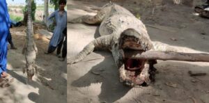 Rich result son google SERP when searching for 'Crocodile Sindh'