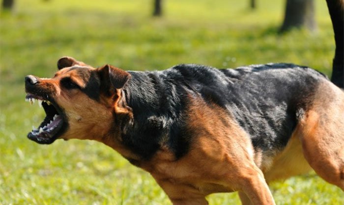 Rich result son google SERP when searching for 'dog