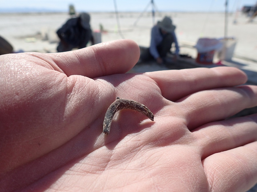 A duck wishbone is seen in the palm of archaeologist Daron Duke's hand