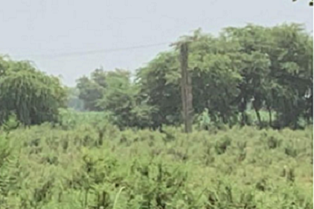 Rich result son google SERP when searching for 'Forest land'