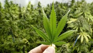 Rich result son google SERP when searching for 'Bhang'