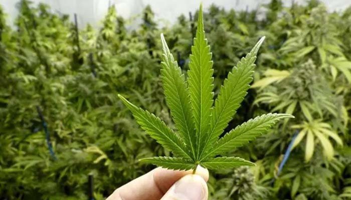 Rich result son google SERP when searching for 'Bhang'