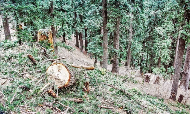 Rich result son google SERP when searching for 'Forest land'