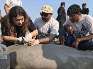 Rich result son google SERP when searching for 'Indus Dolphin'