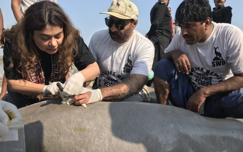 Rich result son google SERP when searching for 'Indus Dolphin'