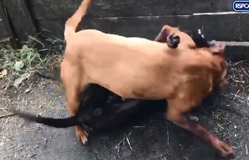 Rich result son google SERP when searching for 'Animal fighting'