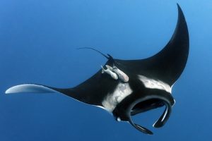 Rich result son google SERP when searching for 'Giant Manta fish'