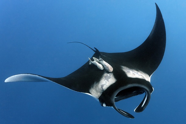 Rich result son google SERP when searching for 'Giant Manta fish'