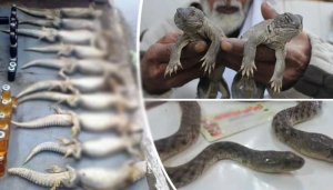 Rich result son google SERP when searching for 'Sanda lizard'