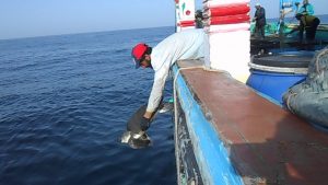 Rich results on google SERP when searching for ‘sea turtles’