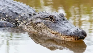 Crocodile