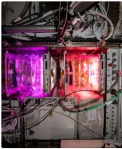 Tomatoes grown in space