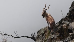 Markhor