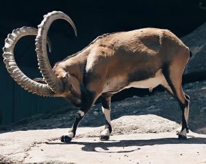 Sindh Ibex