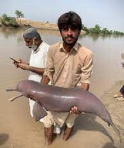 Indus blind dolphin
