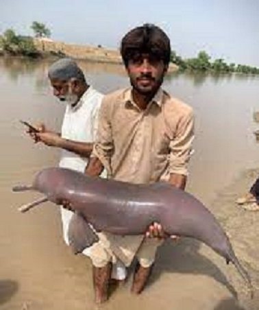 Indus blind dolphin