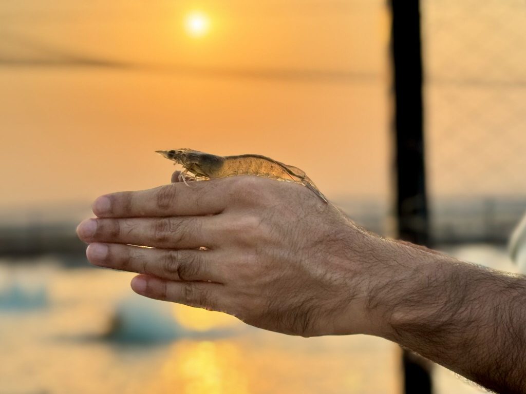 Dhabeji Aqua Foods Shrimp farm in Sindh