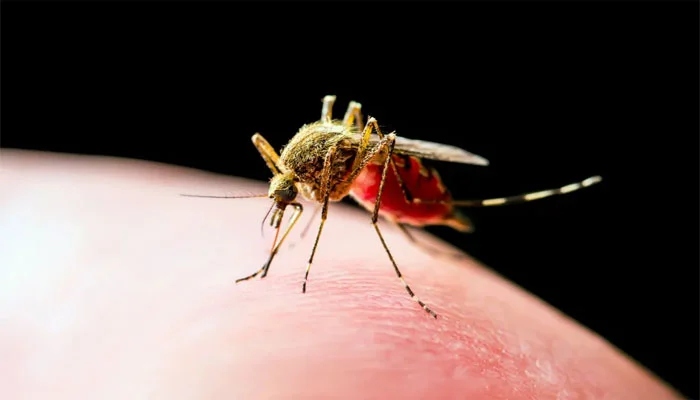 Yellow-fever-mosquito