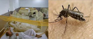 Malaria, dengue